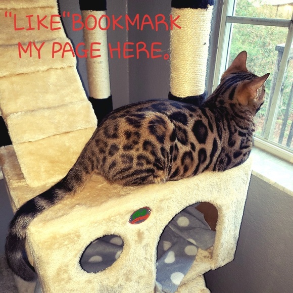 😻 "Like" Bookmark my page here 😻 - Picture 8 of 8